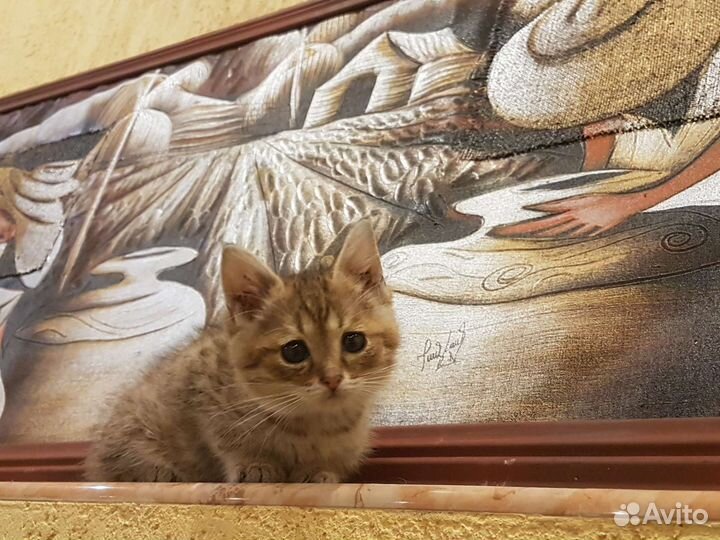Котенок мальчик