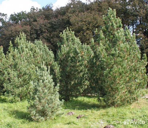 Крупномер сосны