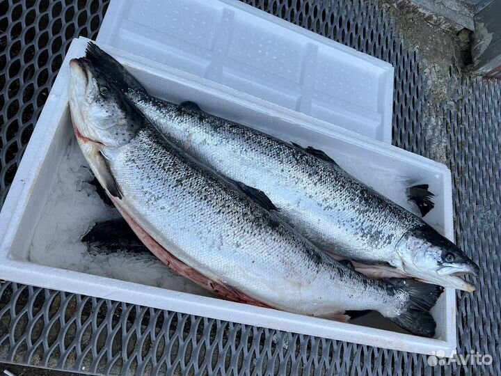 Лосось Атлантический Охлажденный Оптом