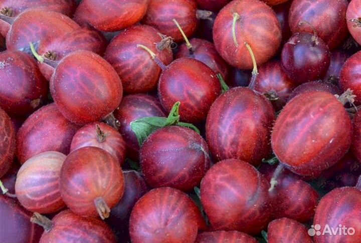 Саженцы крыжовника Машенька