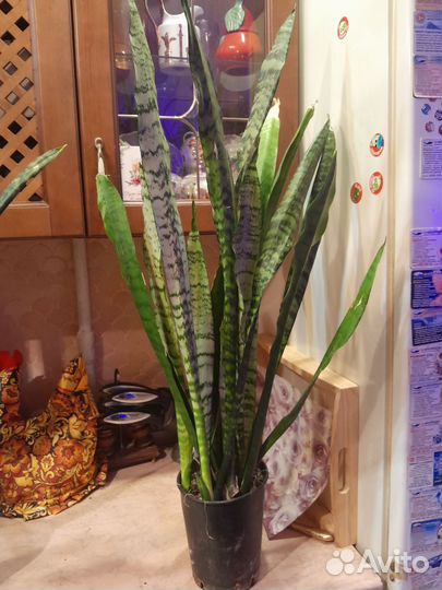 Сансивиерия