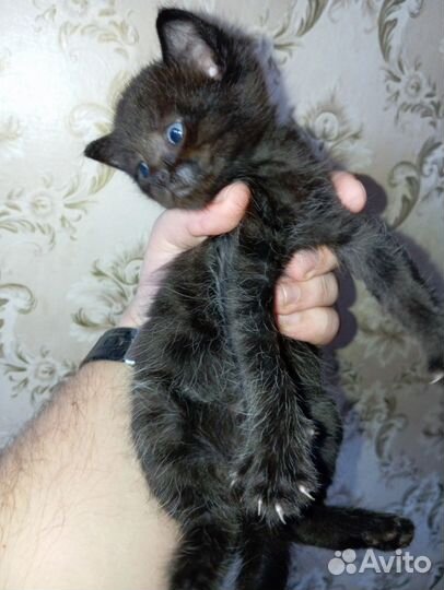 Чёрный котёнок