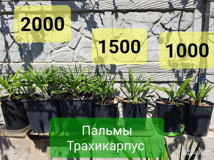 Трахикарпус пальма