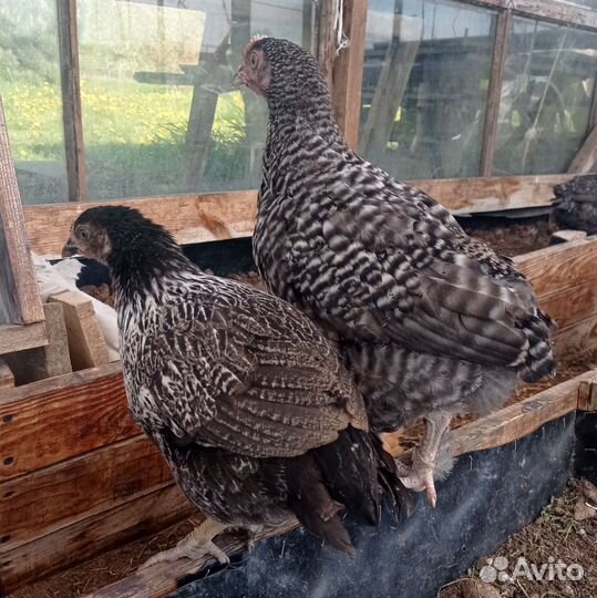 Цыплята, гусята