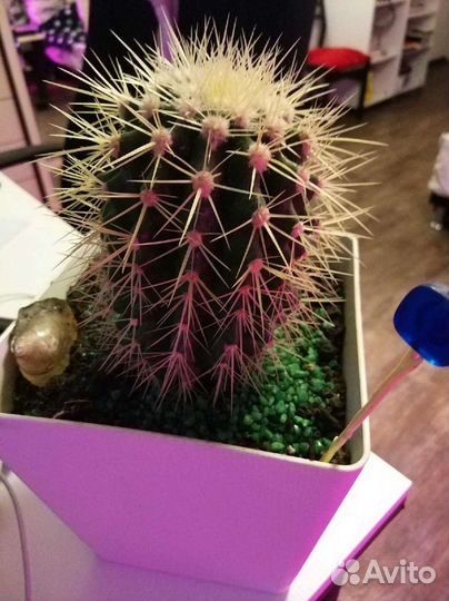 Кактусы и суккуленты