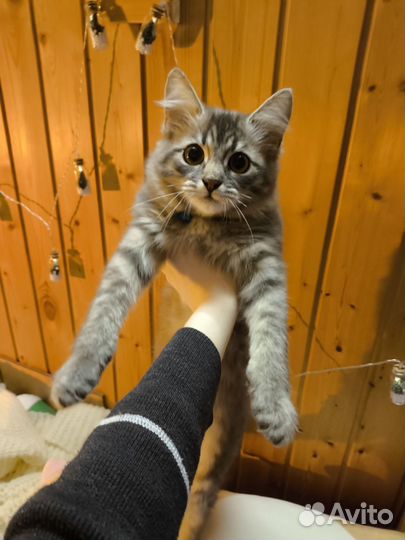 Сибирский котёнок