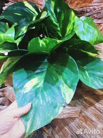 Эпипремнум гигант Aureus Golden Hunters Royal