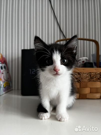 Отдам котят 2 мальчика