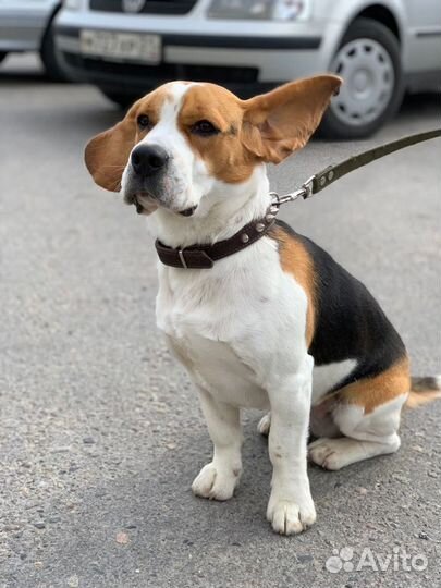 Бигль вязка