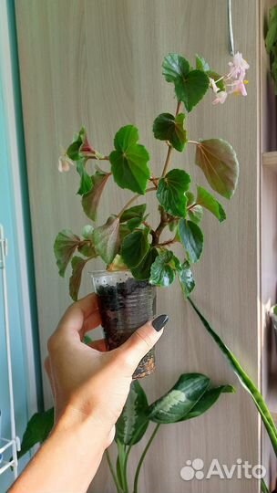 Бегония и другие