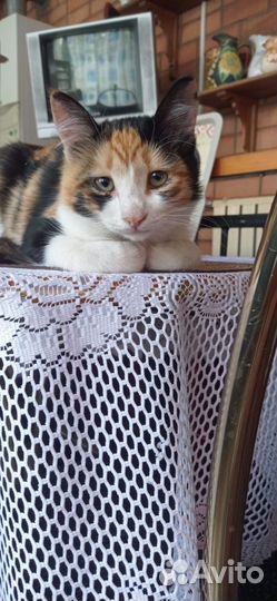 Кошка в дар бесплатно