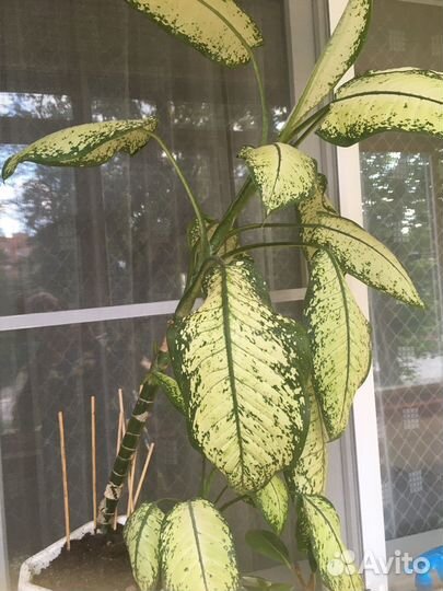 Диффенбахия 70 см