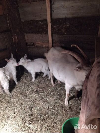 Молочные козы