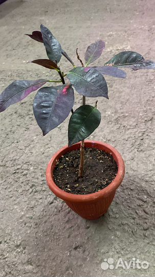 Кротоны разные