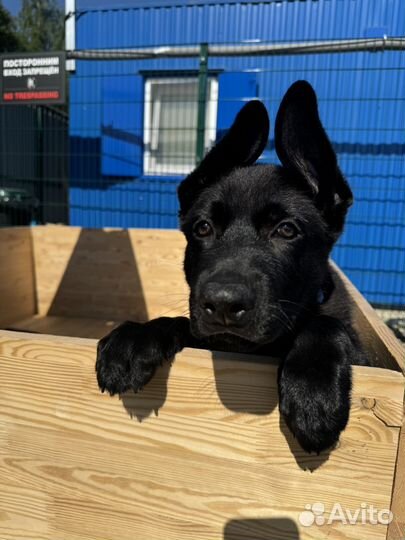 Щенки немецкой овчарки