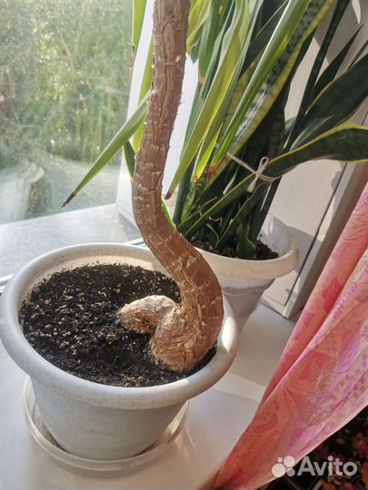 Юкка и др.комнатные цветы