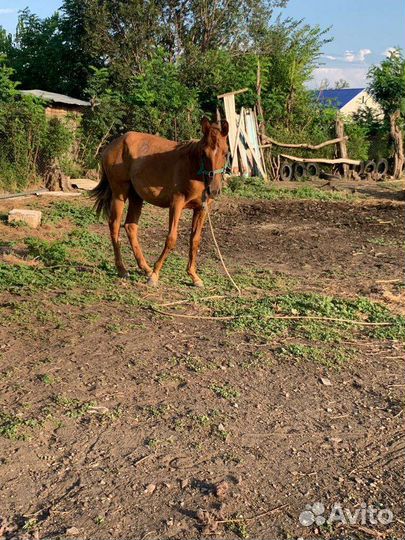 Лошадь кобыла