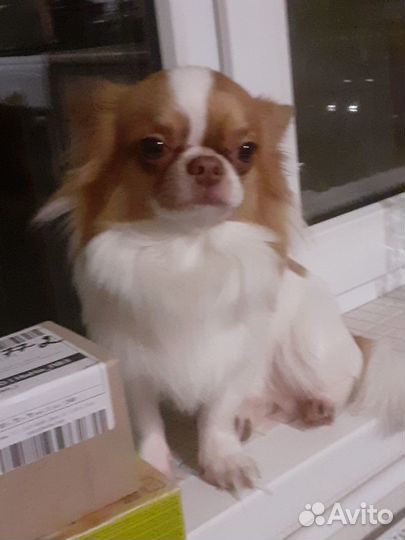 Вязка чихуахуа