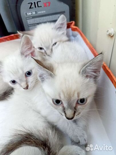 Отдам котят