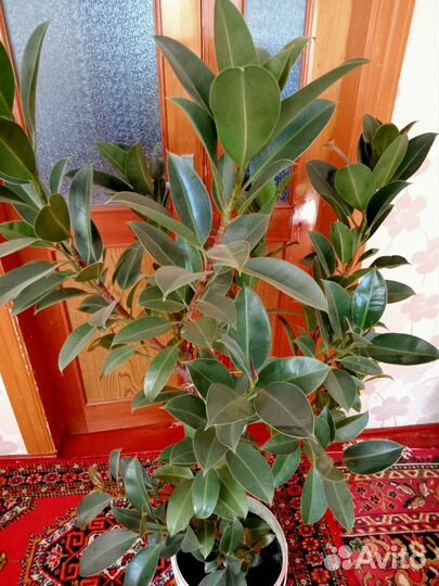 Фикус каучуковый