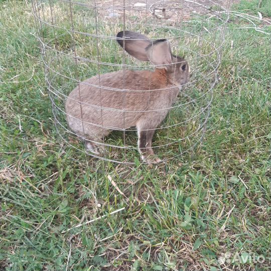 Кролики Стрекачи