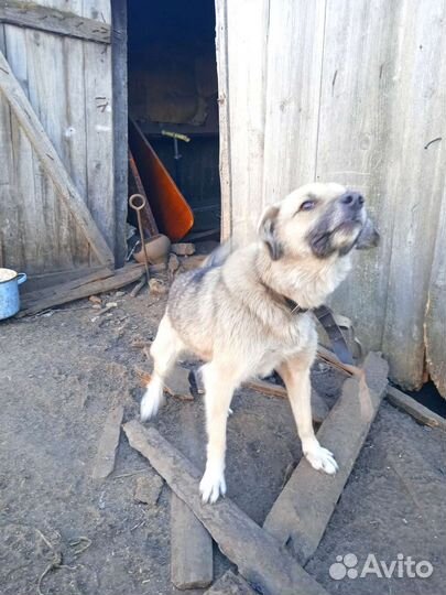 Собака в добрые руки отдам бесплатно