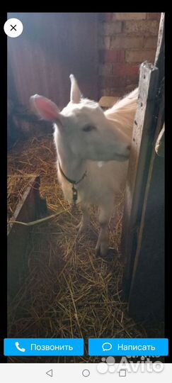 Зааненская коза