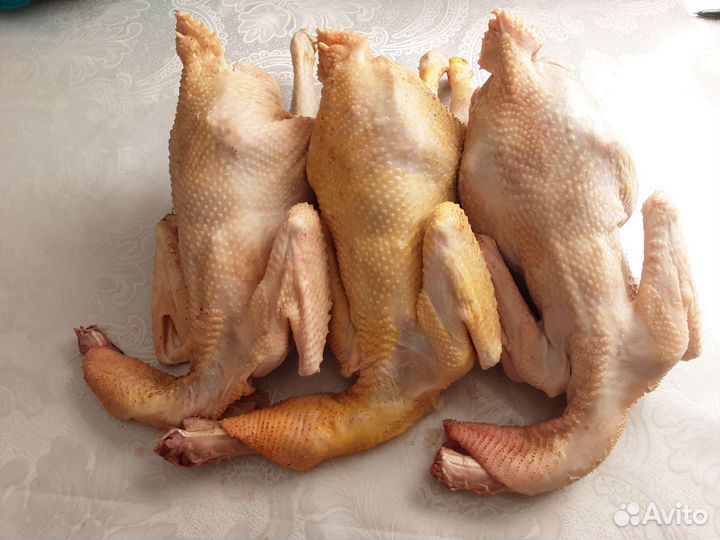 Молодые петушки