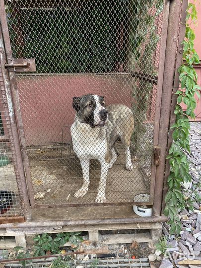 Собака в дар