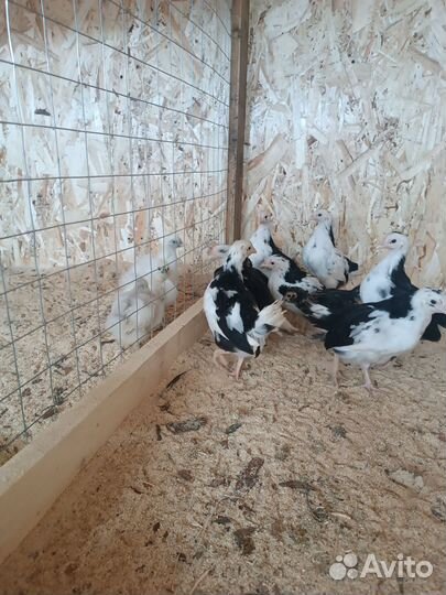 Цыплята разных пород