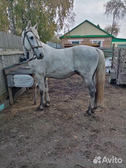 Продам жеребца