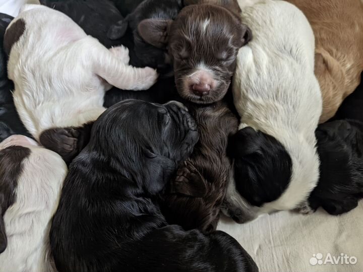 Бронирование щенков