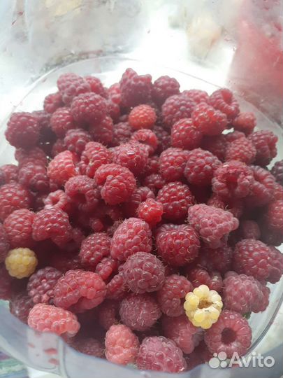 Саженцы облепиха, малина красная и жёлтая