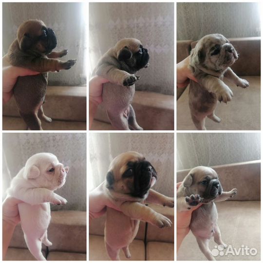 Французский бульдог