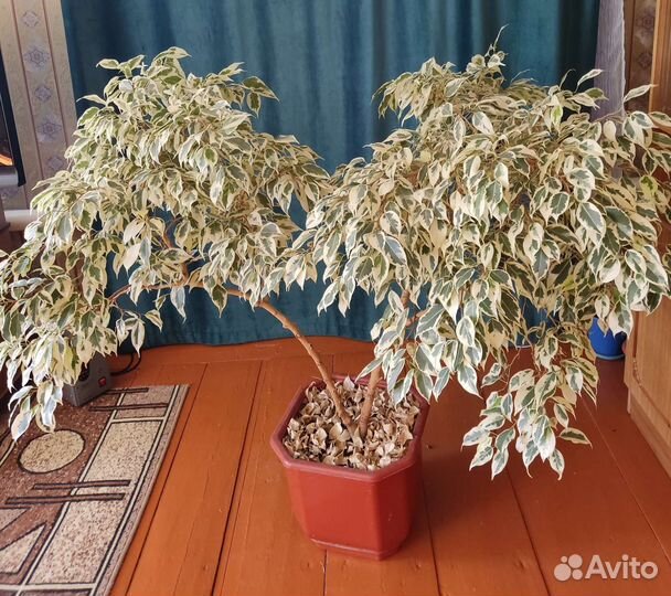 Фикус Де Гантель и Твилайт