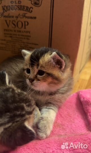 Шотландские котята
