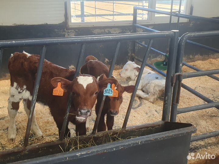 Телята бычки