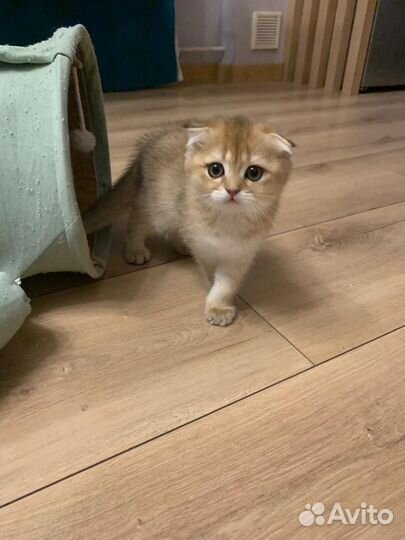 Шотландские вислоухие котята