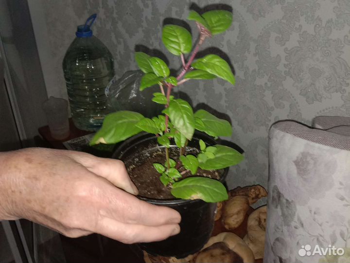 Фуксия