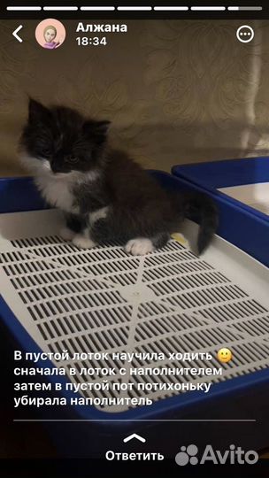 Котятки в добрые руки