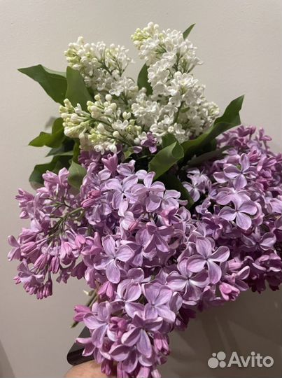 Сирень(сортовая) огромные цветы и обычная белая