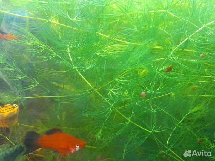 Растение в аквариумное