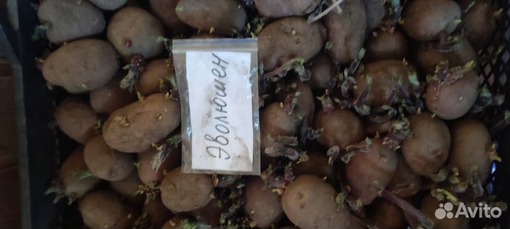 Продам картофель семенной