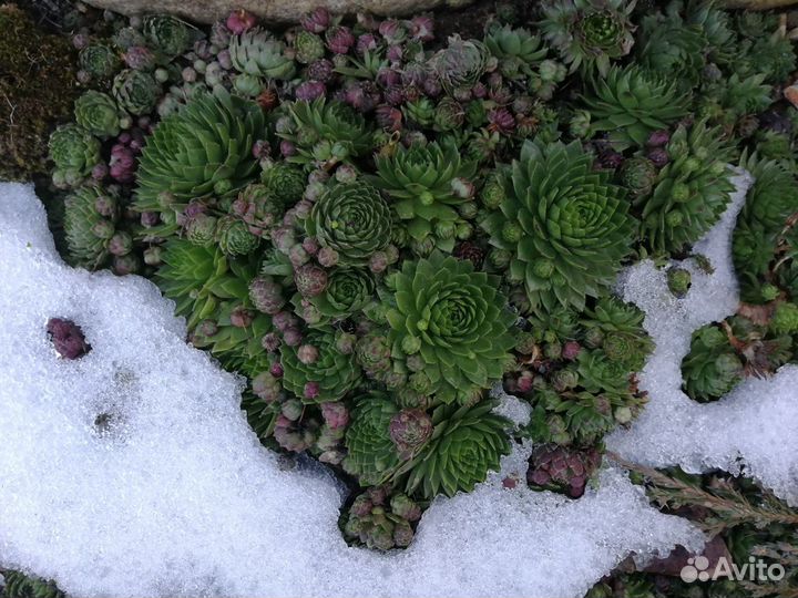 Молодило кровельное (Sempervivum tektorum)