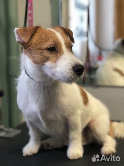 Груминг собак