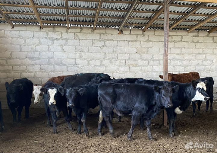 Продаются телки