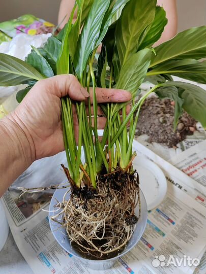 Спатифиллум