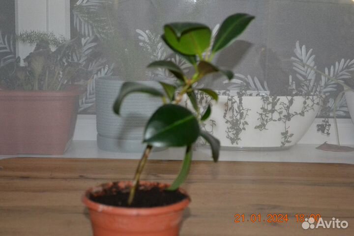 Фикус каучуконосный