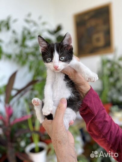 Котёнок мальчик