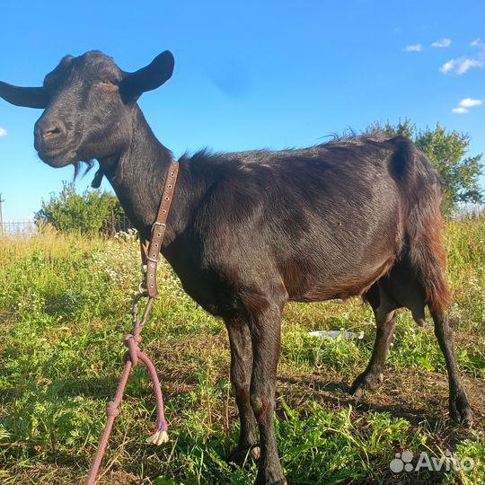 Продам козу